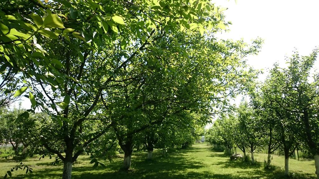 Agroturystyka Lulkowo Casa de hóspedes Exterior foto