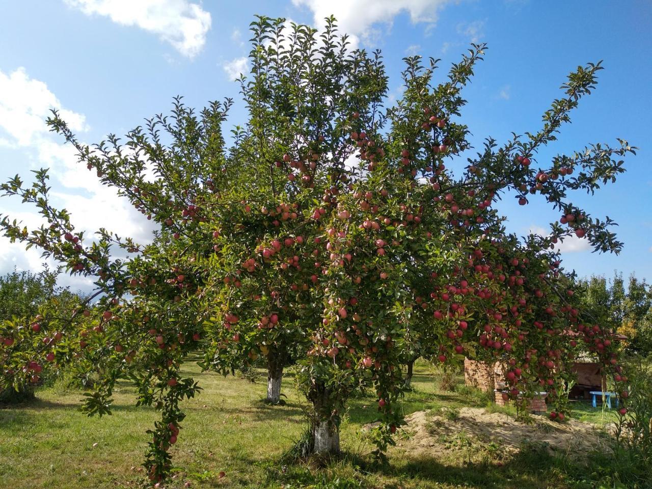 Agroturystyka Lulkowo Casa de hóspedes Exterior foto