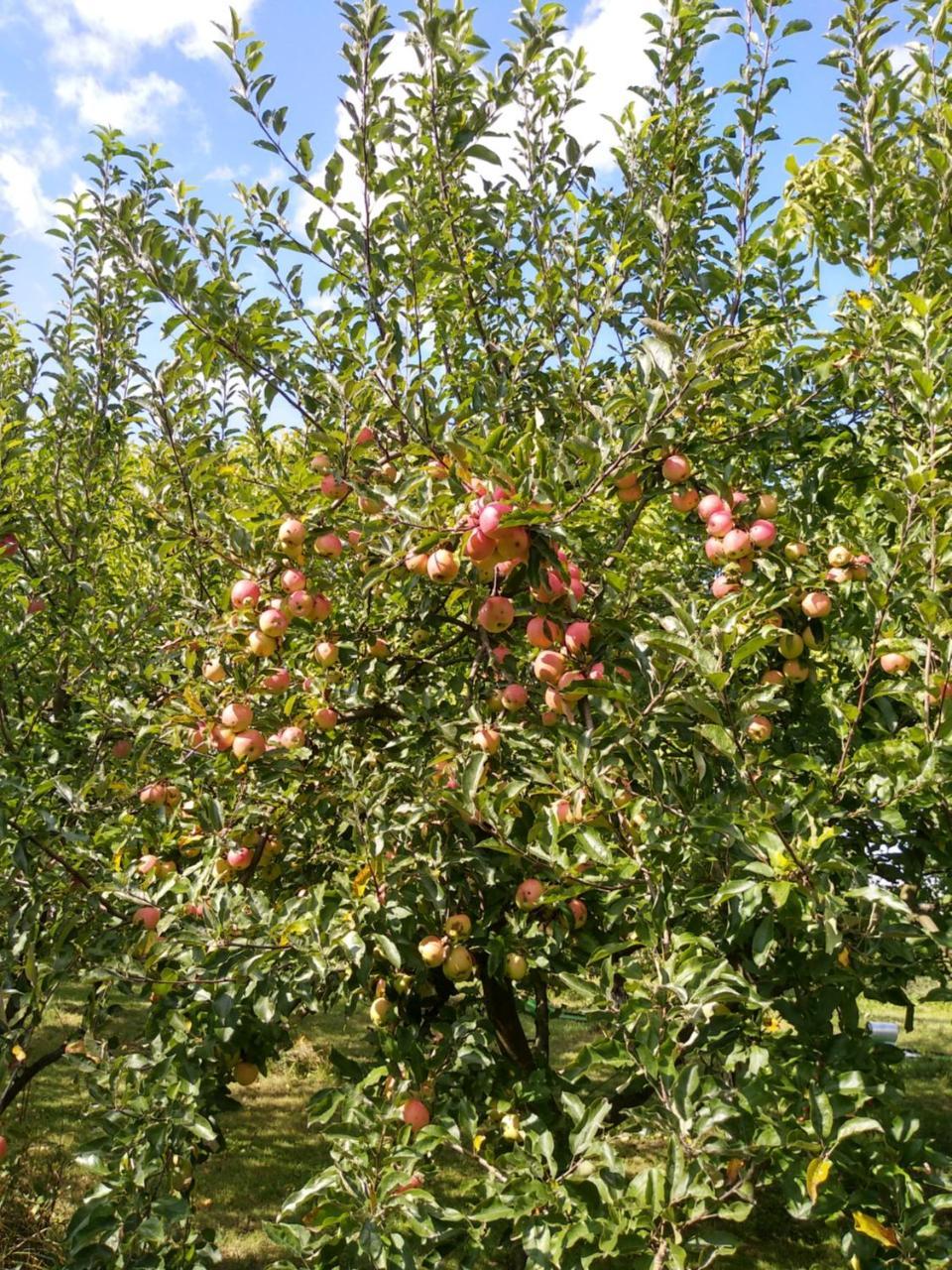 Agroturystyka Lulkowo Casa de hóspedes Exterior foto