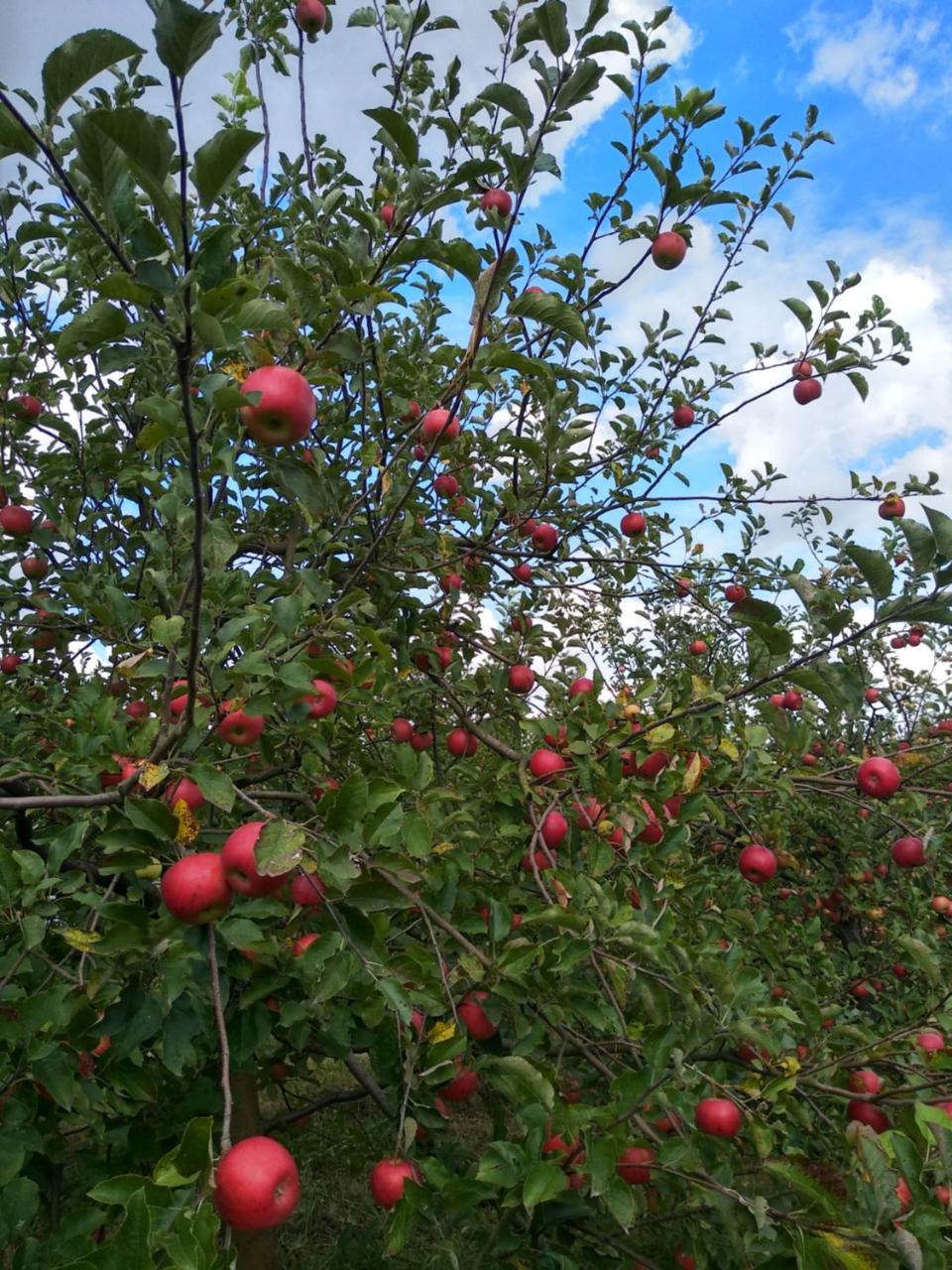 Agroturystyka Lulkowo Casa de hóspedes Exterior foto